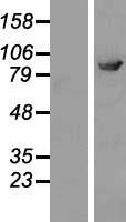 ELMO2 Human Over-expression Lysate
