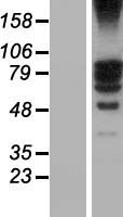 TSGA10 Human Over-expression Lysate