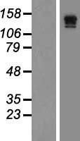 FLT4 Human Over-expression Lysate