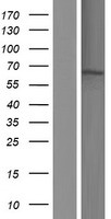 KLC1 Human Over-expression Lysate
