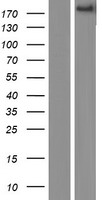 ADAMTS9 Human Over-expression Lysate