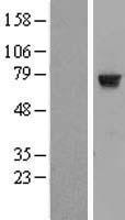 HTF9C (TRMT2A) Human Over-expression Lysate