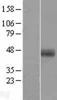 Hepsin (HPN) Human Over-expression Lysate