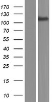 Polyserase1 (TMPRSS9) Human Over-expression Lysate