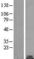 COX8C Human Over-expression Lysate