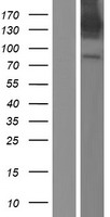 CAPS1 (CADPS) Human Over-expression Lysate