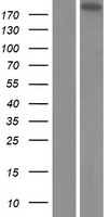 EML5 Human Over-expression Lysate