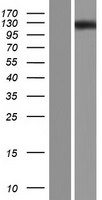 OVCH1 Human Over-expression Lysate