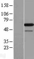 PAIP1 Human Over-expression Lysate