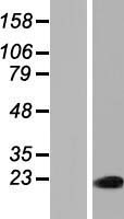 PAXX Human Over-expression Lysate