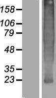 TMEM37 Human Over-expression Lysate
