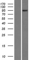 RNF6 Human Over-expression Lysate