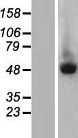 MURF2 (TRIM55) Human Over-expression Lysate