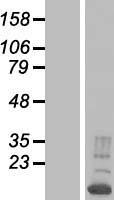 RBM38 Human Over-expression Lysate