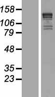 KIF1B Human Over-expression Lysate