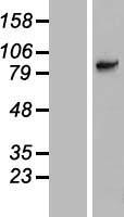 SLC6A15 Human Over-expression Lysate