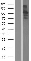 ITPRID1 Human Over-expression Lysate