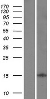 LARP6 Human Over-expression Lysate