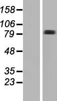 FRMD7 Human Over-expression Lysate