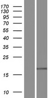 RNASE4 Human Over-expression Lysate
