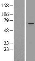 ZDHHC16 Human Over-expression Lysate