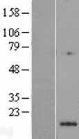 NUDT6 Human Over-expression Lysate