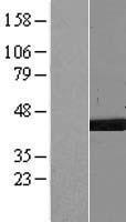 Nucleoside Diphosphate Kinase 7 (NME7) Human Over-expression Lysate