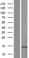 UTS2D (UTS2B) Human Over-expression Lysate