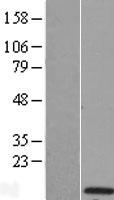 KCTD4 Human Over-expression Lysate