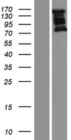 NEDD4 Human Over-expression Lysate