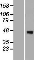 ERGIC3 Human Over-expression Lysate