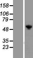 G3BP (G3BP1) Human Over-expression Lysate