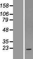 INSIG1 Human Over-expression Lysate
