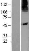 P2Y10 (P2RY10) Human Over-expression Lysate