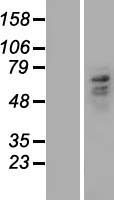 Carboxypeptidase M (CPM) Human Over-expression Lysate