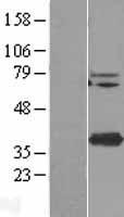 STING (TMEM173) Human Over-expression Lysate