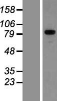 GPRIN3 Human Over-expression Lysate