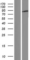 BCLAF3 Human Over-expression Lysate