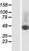 SLC37A2 Human Over-expression Lysate