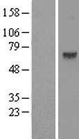 C1orf2 (FAM189B) Human Over-expression Lysate