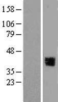 GRHL3 Human Over-expression Lysate