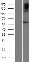 OVCH2 Human Over-expression Lysate