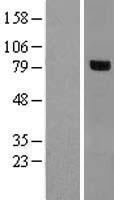 RHOBTB1 Human Over-expression Lysate