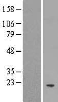 MORN5 Human Over-expression Lysate