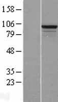 RSBN1L Human Over-expression Lysate