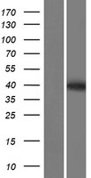 PRSS55 Human Over-expression Lysate