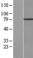 CFAP20DC Human Over-expression Lysate