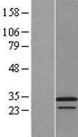 Apolipoprotein O like (APOOL) Human Over-expression Lysate