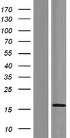 GOLT1A Human Over-expression Lysate