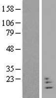 NRN1L Human Over-expression Lysate